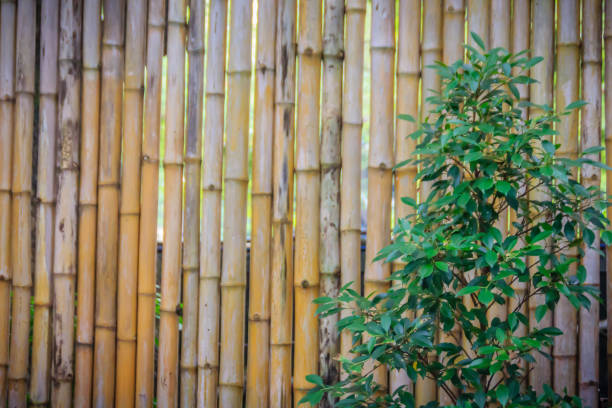 istock Abstract yellow dried bamboo boundary wall fence texture, bamboo wall background. 1254448221