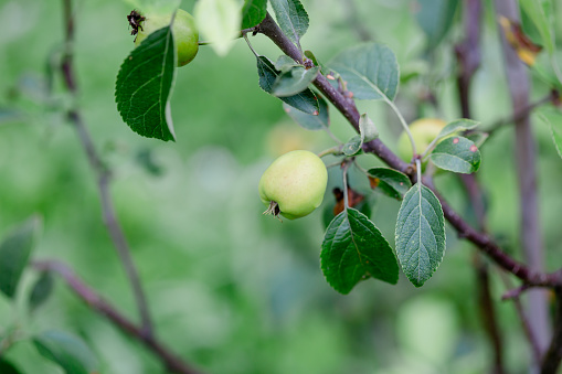 Unripe green apples on a tree in the garden