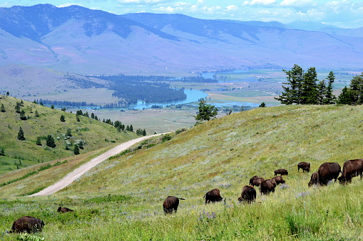 Herd of Bison grazing in the Bison Range Valley of Montana.