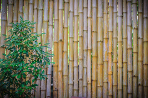 istock Abstract yellow dried bamboo boundary wall fence texture, bamboo wall background. 1254449297