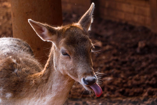 istock Cute deer with the tongue out 1254449321