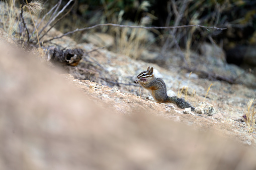 Cliff Chipmunk is elusive to photograph, but this one wasn't particularly shy as it foraged the ground for grubs and seed