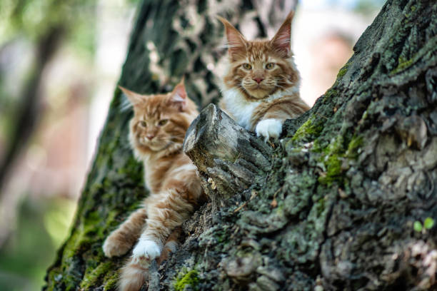 istock A big red maine coon kitten sitting on a tree. 1254450602
