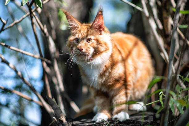 istock A big red maine coon kitten sitting on a tree. 1254450609