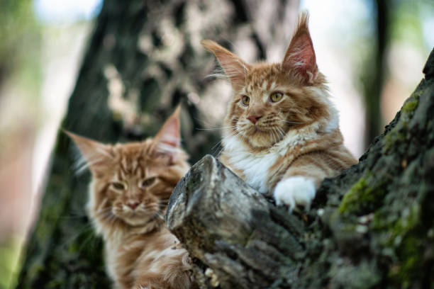 istock A big red maine coon kitten sitting on a tree. 1254450610