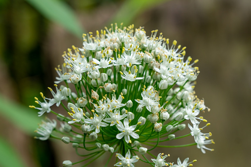 Selective focus of Garlic Chives flower, plant
