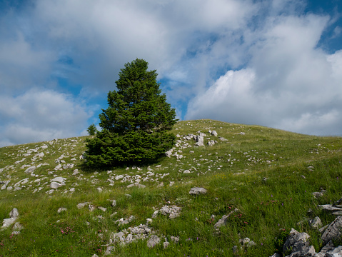 Wild pine on top of the hill, nature in the high mountains in the open and pure air.