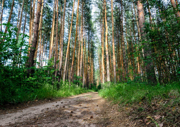 istock tall pine trees and a road in a forest without people 1254450896