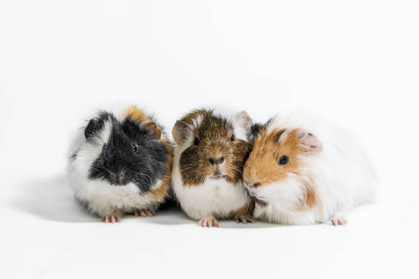 A pair of Guinea Pigs on white background.
