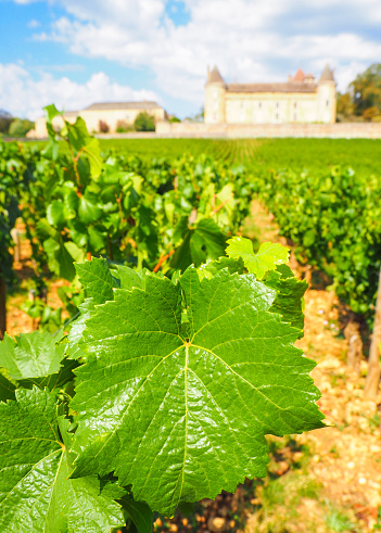 In September 2019, vineyards were being cultivated before harvesting in Burgundy on Côte de Beaune in France.