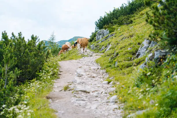 Cow and calf spends the summer months on an alpine meadow in Alps. Many cows on pasture. Austrian cows on green hills in Alps. Alpine landscape in cloudy Sunny day. Cow standing on road through Alps.