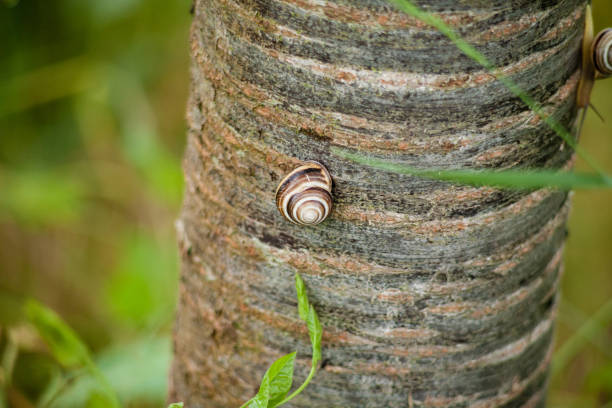 Closeup shot of a snail crawling on a tree trunk