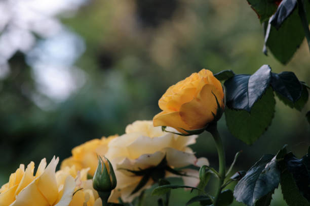 istock Evening yellow roses with a blurred background. 1254457443