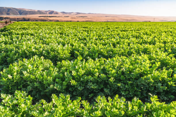 istock Celery growing in a field, Santa Barbara County, California 1254457466