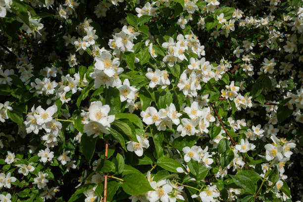 istock Wild flowers in nature - Jasmine 1254458193