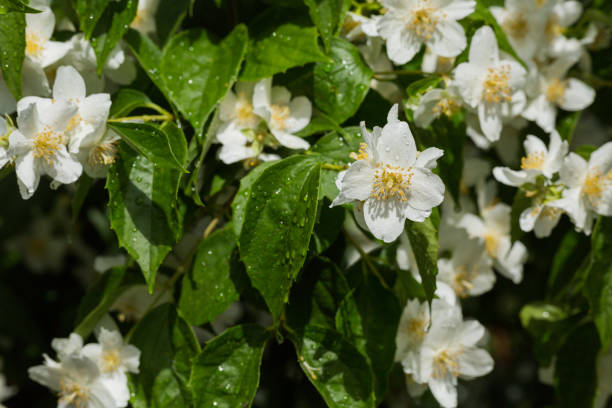 Wild flowers in nature - Jasmine stock photo