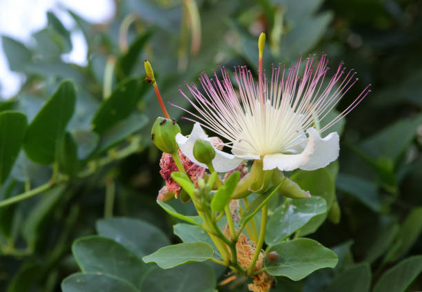 istock Flower of Fish Poison tree close-up 1254458457
