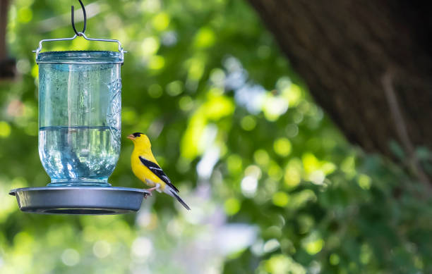 istock Male Goldfinch Drinking Water from a Mason Jar 1254459389
