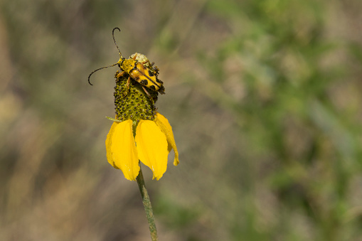 Eating pollen from a prairie cone flower, a Notch-tipped flower longhorn beetle feeds near Bear Creek in Morrison, Colorado.