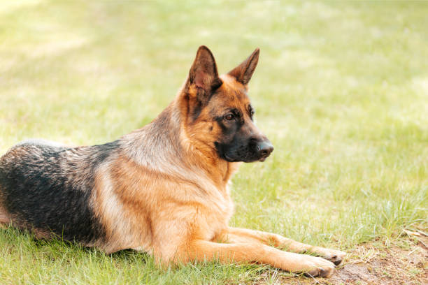 istock German shepherd lying on the grass in the park. 1254462638