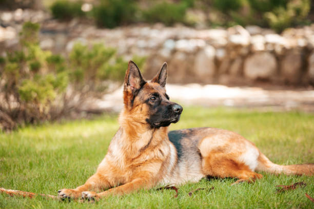 istock German shepherd lying on the grass in the park. 1254462652