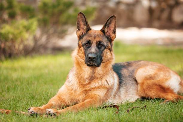 istock German shepherd lying on the grass in the park. 1254462653