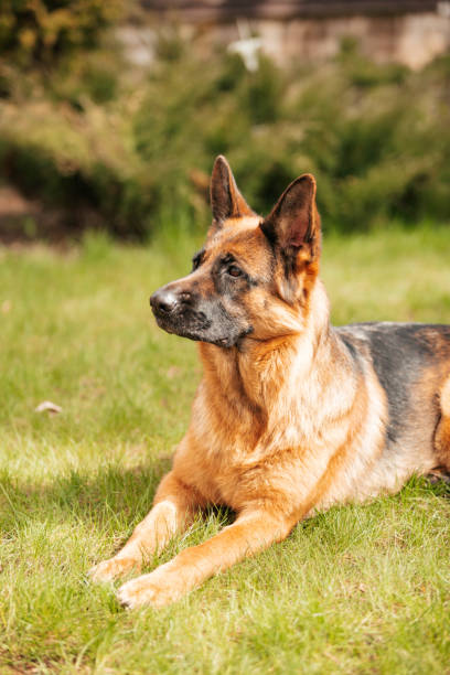 istock German shepherd playing on the grass in the park. 1254462686