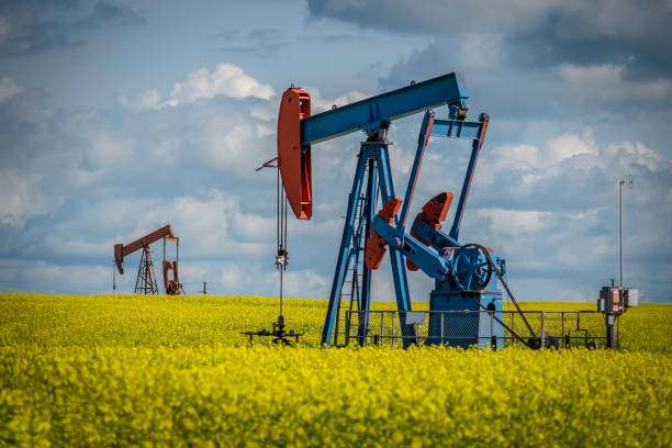 Two pump jacks in a blooming canola field on the prairies