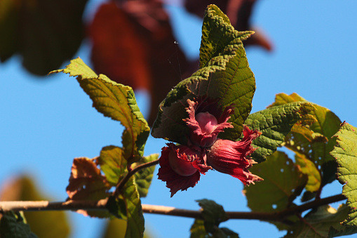 Common hazelnut tree, green leaves and red fruits