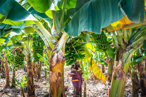bananier avec le groupe de bananes vertes croissantes et la fleur de banane. plantation agricole aux îles canaries, espagne - banana plantation green tree photos et images de collection