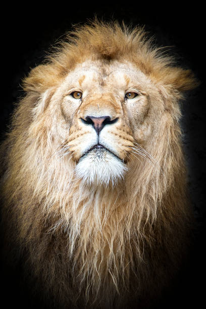 istock adult lion on dark background 1254464575