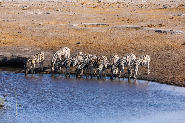 istock Herd of zebra at a waterhole in Namibia 1254464868