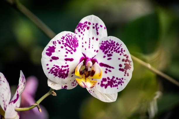 istock Colombian flower 1254465446