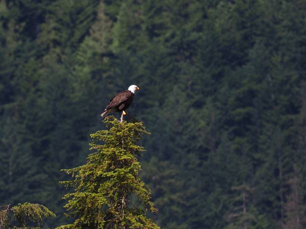 istock Buntzen Lake Park 1254465625