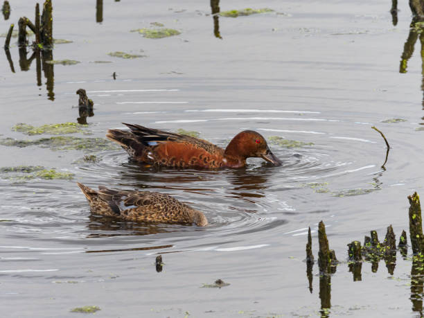 Cinnamon Teal Ducks Waterfowl Male Female Feeding Pond Cinnamon teal ducks - swimming in a pond in Oregon State. This is a  male and a female waterfowl. grey teal duck stock pictures, royalty-free photos & images