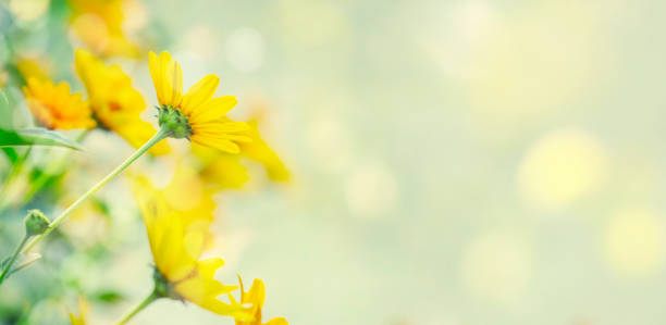 Free Stock Photo of Yellow Flower With Green Leaves Background ...