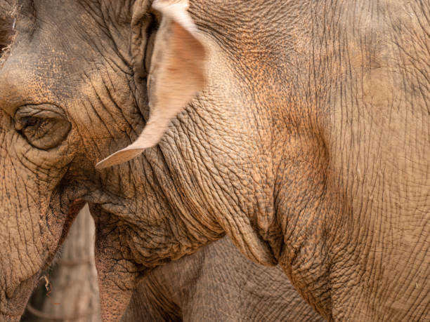 istock Close Up of an Elephant 1254466645