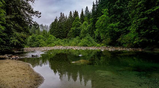 Panorama with pine trees reflecting in a lake in Lynn Canyon Park forest on a cloudy dat