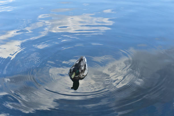 A duck swims in a lake creating a wave on the water. The water has reflections of the clouds stock photo