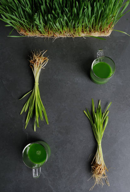 grüner weizengrassaft. - wheatgrass nutritional supplement antioxidant grass stock-fotos und bilder