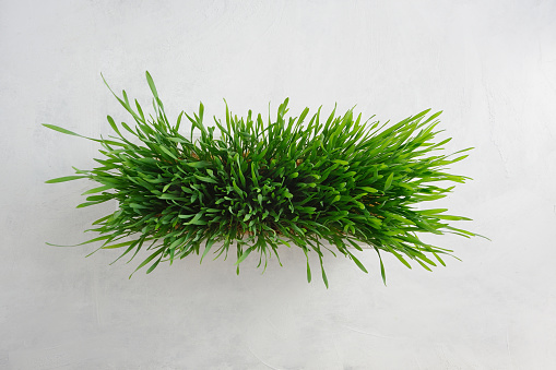 Wheat Grass plant on the light background. Lifestyle concept.Top view. Horizontal orientation with space for text.