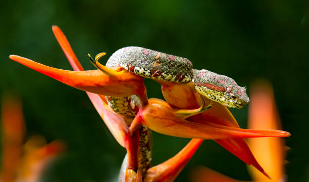 꽃에 속눈썹 독신 - eyelash viper 뉴스 사진 이미지