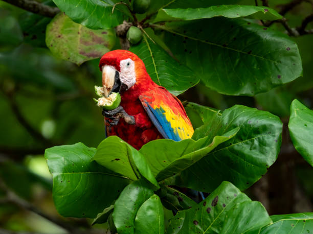 Scarlet Macaw Eating