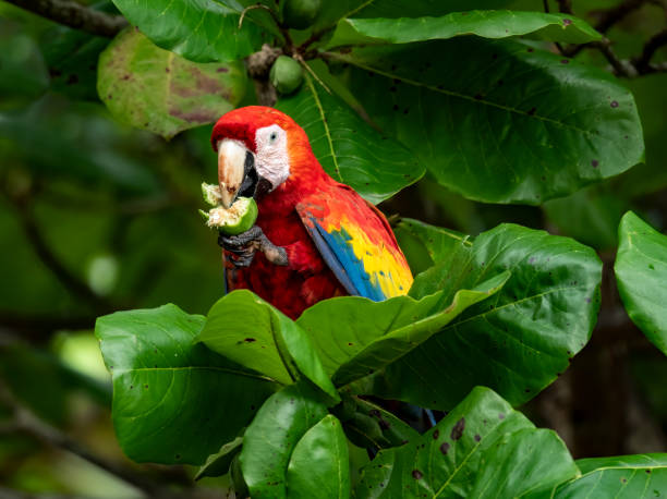 Scarlet Macaw Eating Wild Scarlet Macaw in Costa Rica scarlet macaw stock pictures, royalty-free photos & images