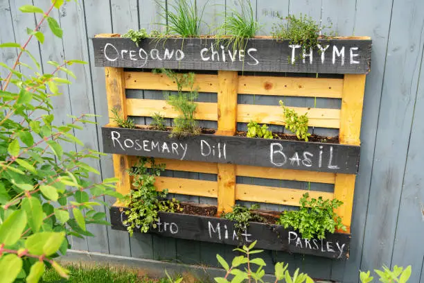 Creative wood herb planter made of wooden pallets pallet hanging on the grey fence in a backyard. Garden work. Vegetable life. Pallet painted in black as interesting idea for plants. Rosemary Basil.