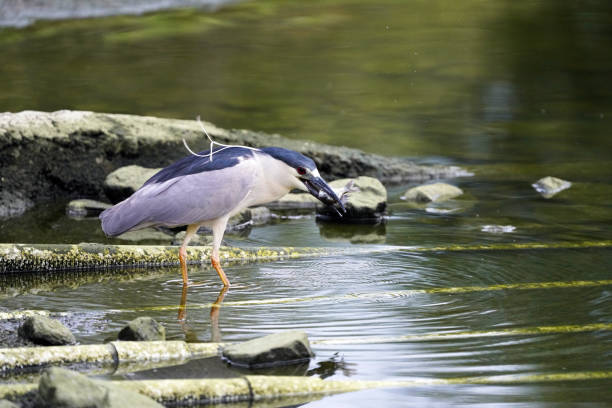 Black-capped Night Heron fishing in Arizona
