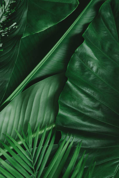 istock tropical leaves, abstract green leaves texture, nature background 1254474164