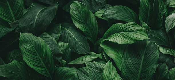 hojas tropicales, textura de hojas verdes abstractas, fondo natural photo
