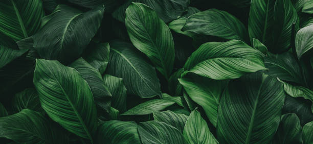 hojas tropicales, textura de hojas verdes abstractas, fondo natural - botánica fotografías e imágenes de stock