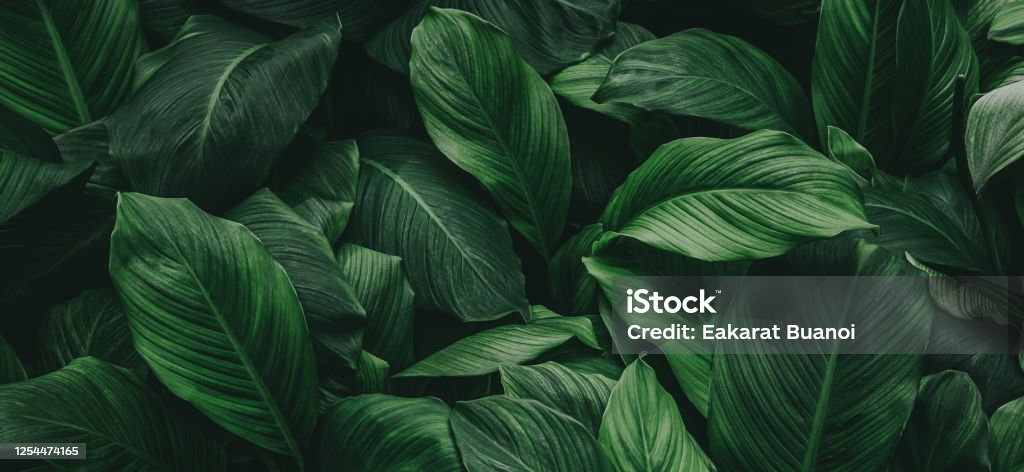 trópusi levelek, absztrakt zöld levelek textúra, természet háttér - Jogdíjmentes Levél témájú stock fotó trópusi levelek, absztrakt zöld levelek textúra, természet háttér - Jogdíjmentes Levél témájú stock fotó
